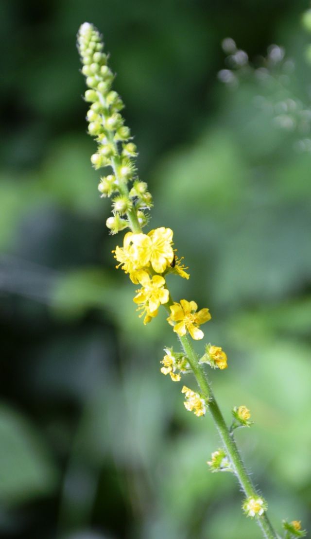 Agrimonia eupatoria